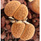C114 - Seed